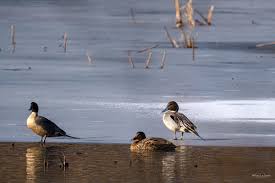 Attēlu rezultāti vaicājumam “Anas acuta male”