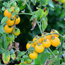 Attēlu rezultāti vaicājumam “Lycopersicon esculentum”