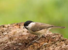 Attēlu rezultāti vaicājumam “Poecile palustris adult”