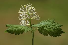 Attēlu rezultāti vaicājumam “Actaea spicata leaf”