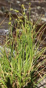Attēlu rezultāti vaicājumam “Carex echinata”
