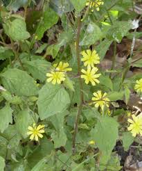 Attēlu rezultāti vaicājumam “Lapsana communis flower”