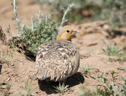 Image result for Syrrhaptes paradoxus