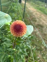 Attēlu rezultāti vaicājumam “Thladiantha dubia flower”