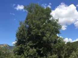 Attēlu rezultāti vaicājumam “Favonius quercus underside”