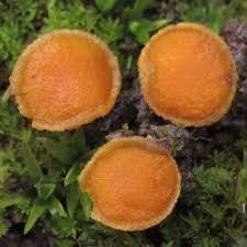 Attēlu rezultāti vaicājumam “Lamprospora tortulae-ruralis”