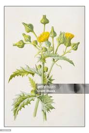 Attēlu rezultāti vaicājumam “Sonchus oleraceus”