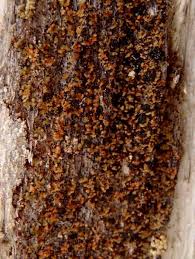 Attēlu rezultāti vaicājumam “Hypocenomyce friesii”