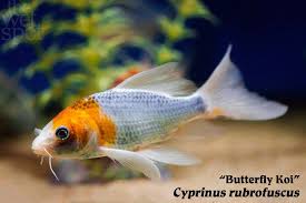Image result for Cyprinus rubrofuscus