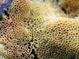 Attēlu rezultāti vaicājumam “Ceratiomyxa porioides”