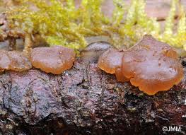 Attēlu rezultāti vaicājumam “Exidia saccharina”