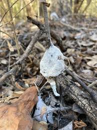 Attēlu rezultāti vaicājumam “Didymium spongiosum spores”