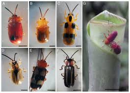 Attēlu rezultāti vaicājumam “Bolitophagus reticulatus larva”