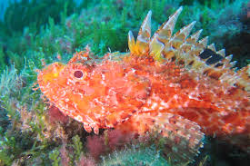 Image result for Scorpaena scrofa