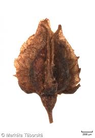 Attēlu rezultāti vaicājumam “Rumex hydrolapathum fruit”