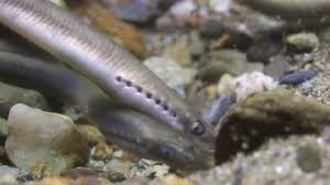 Attēlu rezultāti vaicājumam “Lampetra planeri”