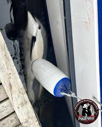 Image result for massacre golfinhos dinamarca