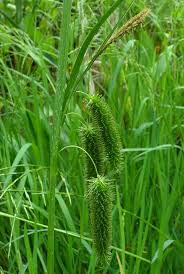 Attēlu rezultāti vaicājumam “Carex pseudocyperus female flower”