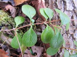 Attēlu rezultāti vaicājumam “Linnaea borealis leaf”