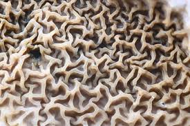 Attēlu rezultāti vaicājumam “Didymium serpula macro”