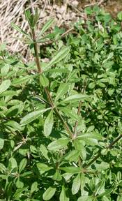 Attēlu rezultāti vaicājumam “Galium aparine leaf”