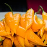 Afbeeldingsresultaat voor aji habanero hot pepper