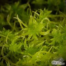 Attēlu rezultāti vaicājumam “Sphagnum fimbriatum”