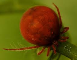 Attēlu rezultāti vaicājumam “Hydrachna”