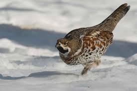 Attēlu rezultāti vaicājumam “Tetrastes bonasia”