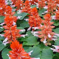 Image result for Salvia splendens