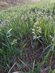 Attēlu rezultāti vaicājumam “Hierochloe odorata”