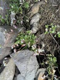 Attēlu rezultāti vaicājumam “Erophila verna”