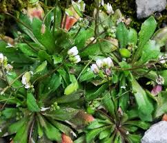 Attēlu rezultāti vaicājumam “Erophila verna leaf”