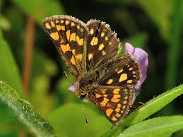 Attēlu rezultāti vaicājumam “Carterocephalus silvicolus male”