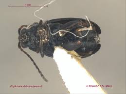 Attēlu rezultāti vaicājumam “Phyllotreta sp.”