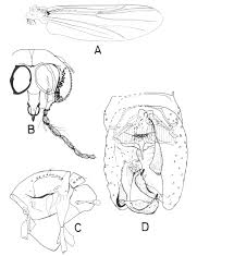 Attēlu rezultāti vaicājumam “Cricotopus male”