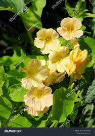 Image result for Tropaeolum minus