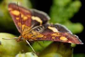 Attēlu rezultāti vaicājumam “Pyrausta aurata”