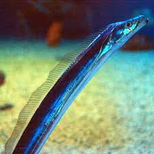 Attēlu rezultāti vaicājumam “Trichia longipalpis macro”