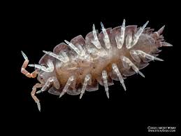 Attēlu rezultāti vaicājumam “Nardia geoscyphus”