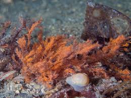 Attēlu rezultāti vaicājumam “Rhodophyta”