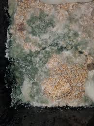 Attēlu rezultāti vaicājumam “Oligonema flavidum spores”