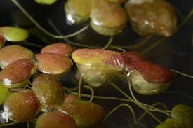 Attēlu rezultāti vaicājumam “Lemna gibba”