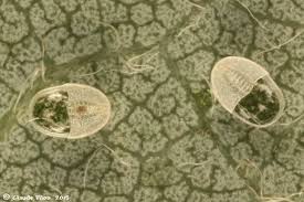 Attēlu rezultāti vaicājumam “Aleurochiton aceris”