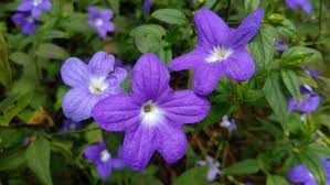 Image result for Browallia speciosa