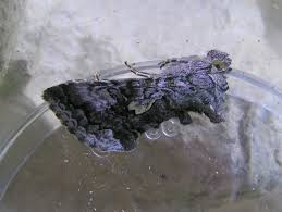 Attēlu rezultāti vaicājumam “Syngrapha interrogationis”