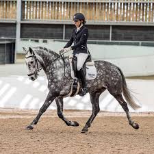 Image result for Fisher Equestrian
