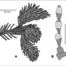 Attēlu rezultāti vaicājumam “Schizolachnus pineti”