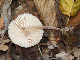 Attēlu rezultāti vaicājumam “Mycena zephirus”
