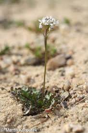 Attēlu rezultāti vaicājumam “Teesdalia nudicaulis”